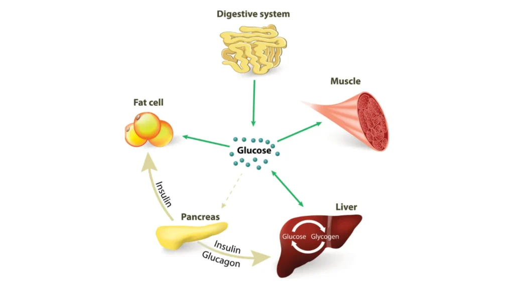Hormones And Fitness – The Connection