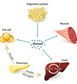 Diagram illustrating how the hormones insulin and glucagon regulate glucose metabolism in fat cells, muscles, and the liver, impacting hormones and fitness.