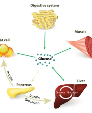 Diagram illustrating how the hormones insulin and glucagon regulate glucose metabolism in fat cells, muscles, and the liver, impacting hormones and fitness.