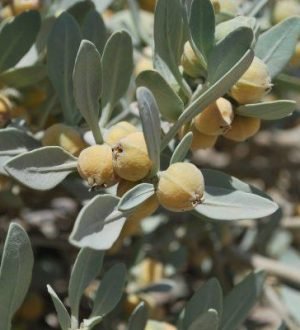 Fresh Withania coagulans berries on the plant, traditionally harvested as Paneer Dodi for diabetes management.