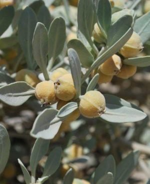 Fresh Withania coagulans berries on the plant, traditionally harvested as Paneer Dodi for diabetes management.